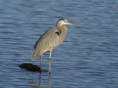 büyük mavi balıkçıl, ardea herodias,