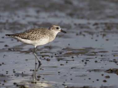 gri cılıbıt, pluvialis squatarola   