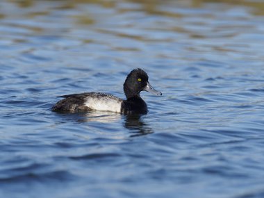 daha az scaup, aythya affinis