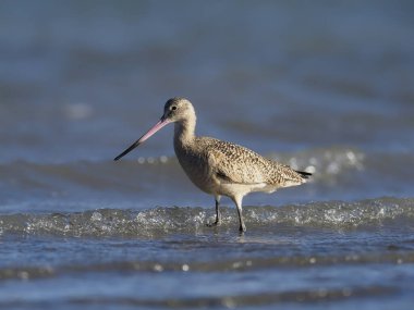 Mermer çulluğu, limosa fedoa