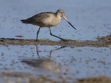 Mermer çulluğu, limosa fedoa