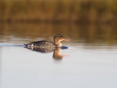 Kırmızı canavarlı merganser, Mergus çavuşu,