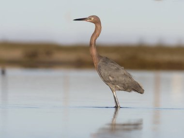 kırmızımsı balıkçıl, egretta rufescens