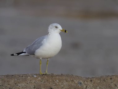 Ring-billed martı larus delawarensis    