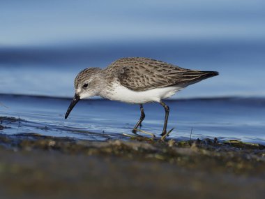 Sanderling, Calidris alba   