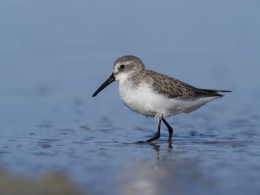 Sanderling, Calidris alba   