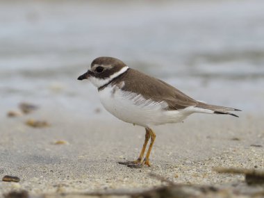 semipalmated cılıbıt, charadrius semipalmatus,