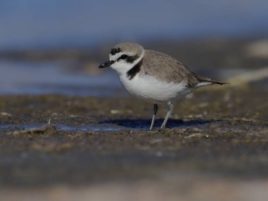 Karlı yağmurkuşu, Charadrius Alexandrinus 