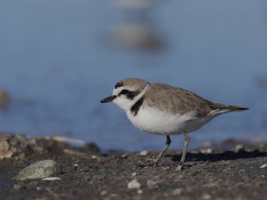 Karlı yağmurkuşu, Charadrius Alexandrinus 