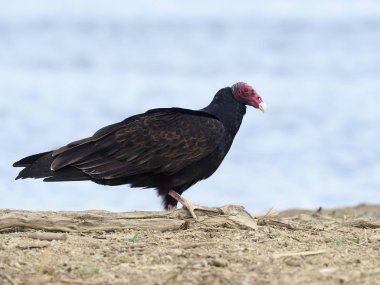 hindi akbabası, cathartes aura    