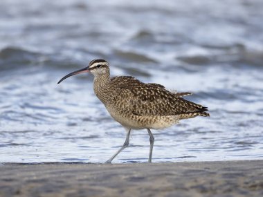 Sürmeli kervan çulluğu, numenius phaeopus  