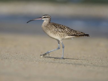 Sürmeli kervan çulluğu, numenius phaeopus  
