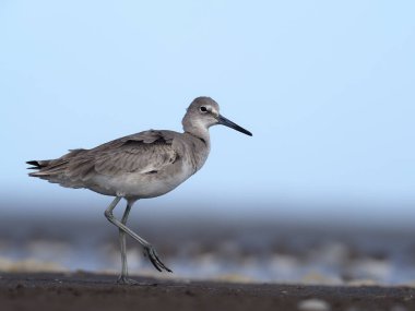 Willet, Catoptrophorus semipalmatus 