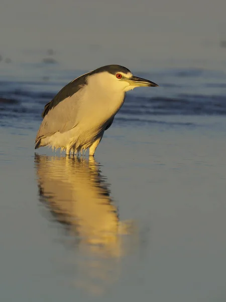 Svart-krönt natten-heron, nycticorax nycticorax, — Stockfoto