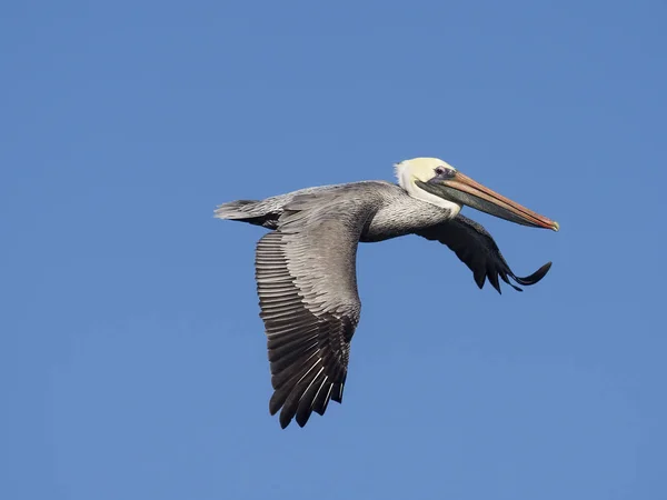 Bruine pelikaan, pelecanus occidentalis — Stockfoto