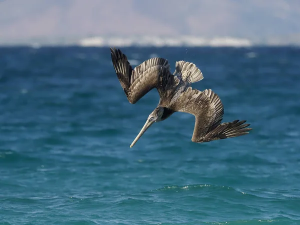 Kahverengi Pelikan, pelecanus occidentalis — Stok fotoğraf