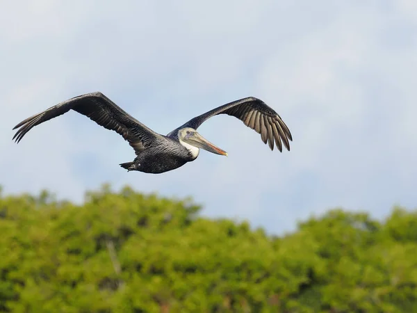 Pelícano marrón, pelecanus occidentalis —  Fotos de Stock