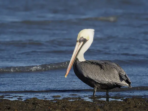 Braunpelikan, Pelecanus occidentalis — Stockfoto