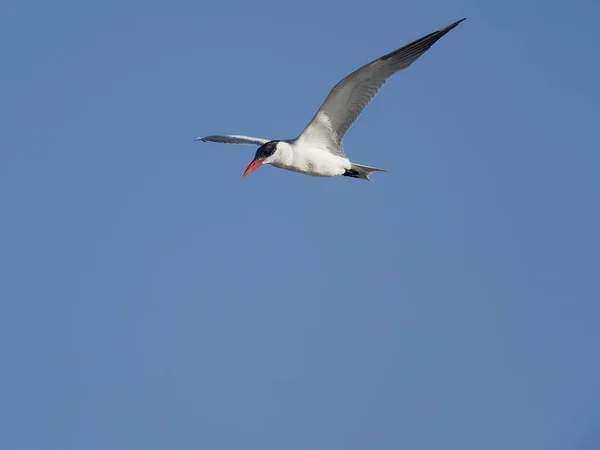 Caspian tern, Sterna caspia — Stock Photo, Image