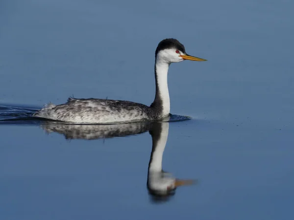 Clarks grebe, Aechmophorus clarkii, — стокове фото