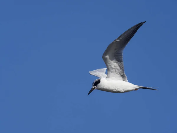 O tern de Forster, Sterna forsteri — Fotografia de Stock