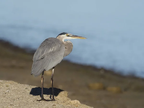 Stor-blue heron, ardea herodias, — Stockfoto