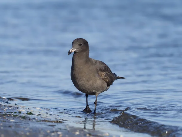 Heermann-Möwe, larus heermanni — Stockfoto