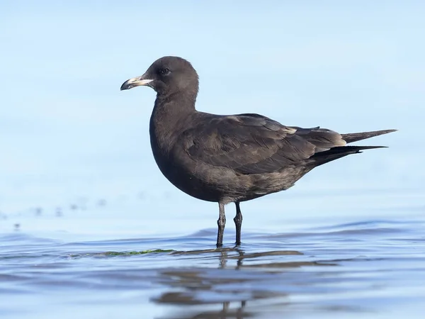 Heermanns mås, Larus heermanni — Stockfoto