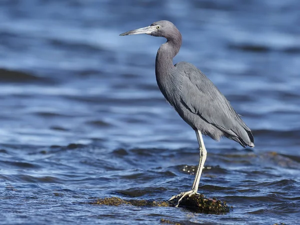 Lilla-blue heron, egretta caerulea — Stockfoto