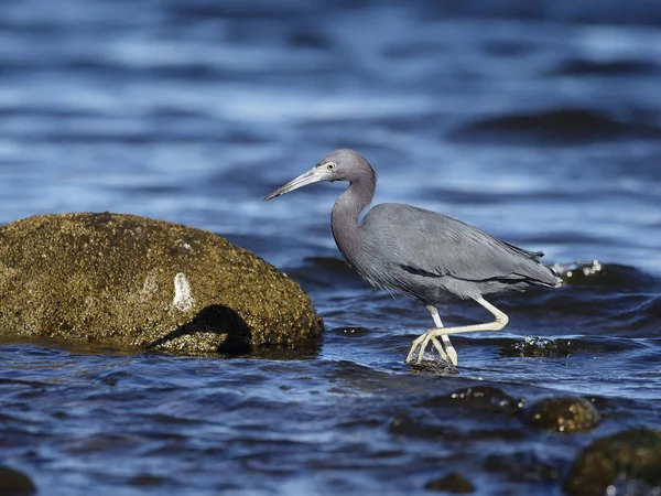 Lilla-blue heron, egretta caerulea — Stockfoto