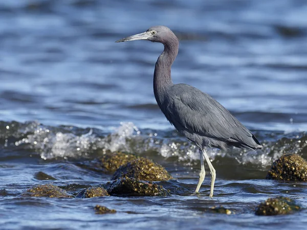 Pequena garça azul, Egretta caerulea — Fotografia de Stock