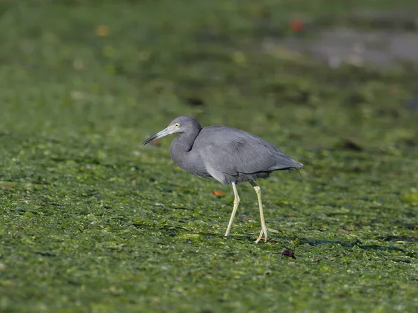 Mały niebieski Czapla, egretta caerulea — Zdjęcie stockowe