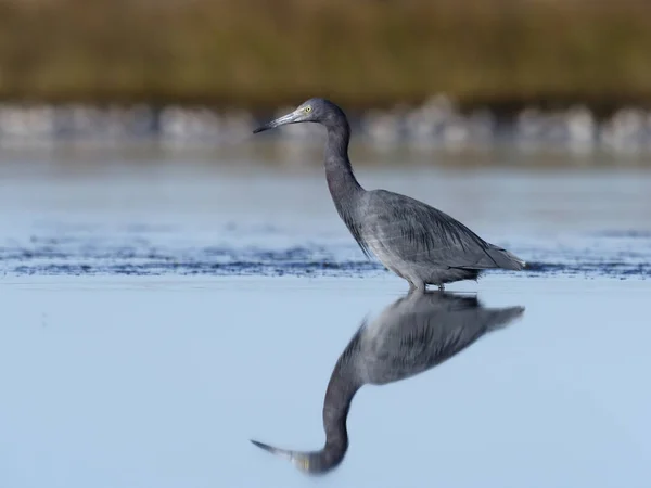 Lilla-blue heron, egretta caerulea — Stockfoto