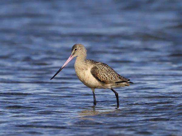 Gemarmerde godwit, limosa fedoa — Stockfoto