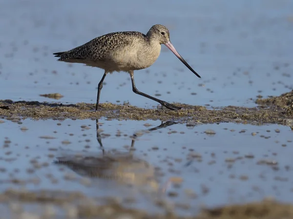 Marmorierte Uferschnepfe, limosa fedoa — Stockfoto