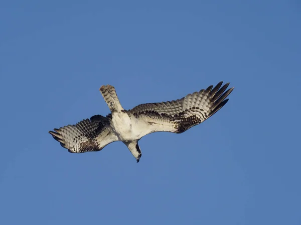 Osprey, Pandion haliaetus — Stockfoto