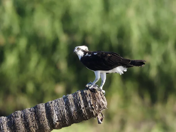 Águila pescadora, pandion haliaetus —  Fotos de Stock