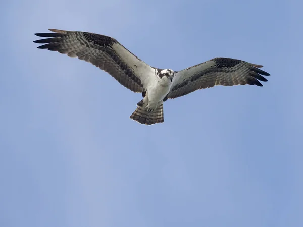 Águila pescadora, pandion haliaetus — Foto de Stock
