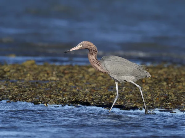 Rödaktig egret, egretta taggsvamp — Stockfoto