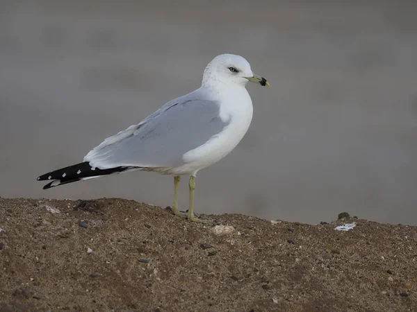 Racek Delawarský larus delawarensis — Stock fotografie