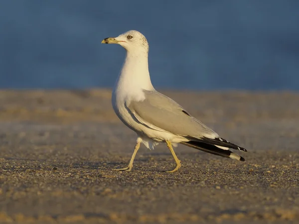 Ringschnabelmöwe, Larus delawarensis — Stockfoto