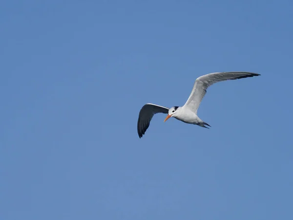 Royal tern, Sterna maxima — Stock Photo, Image