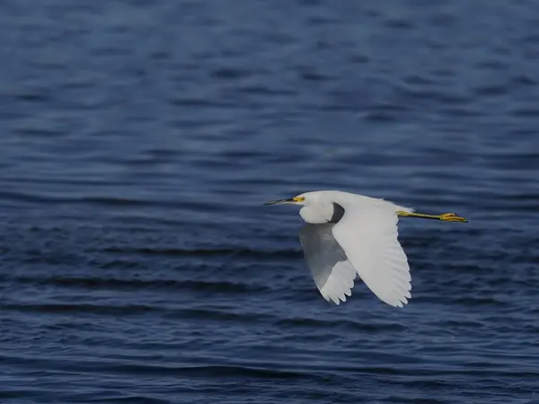 Snowy egret, egretta Thuja — Stockfoto