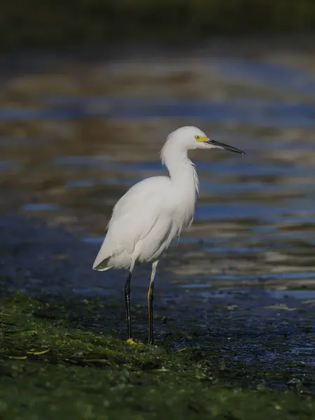 Aigrette des neiges, Egretta thula — Photo