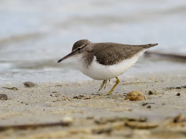 Spotted sandpiper, Tringa macularia — 스톡 사진