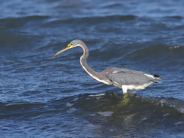 Airone tricolore, Egretta tricolore — Foto Stock