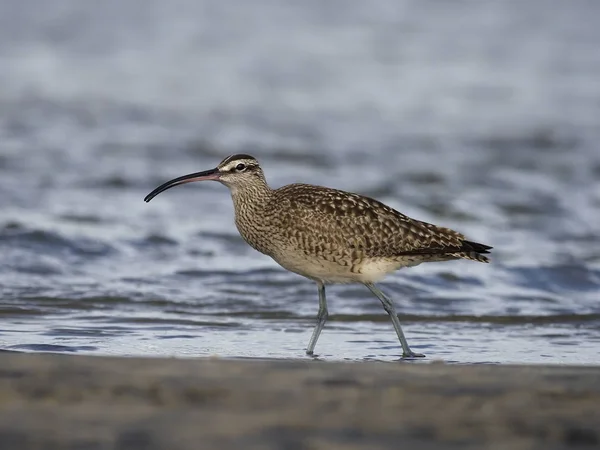 Maçarico-galego, numenius phaeopus — Fotografia de Stock