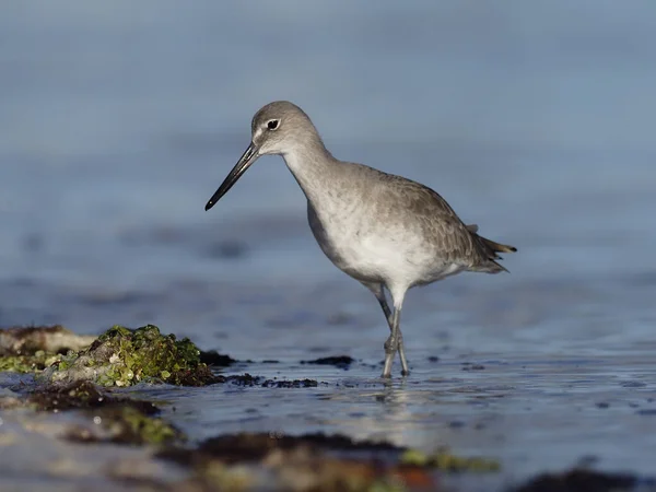 Willet, Catoptrophorus semipalmatus —  Fotos de Stock