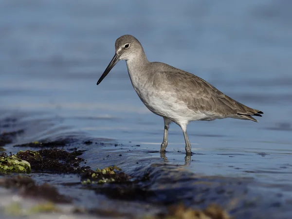 Willet, Catoptrophorus semipalmatus — Stock fotografie