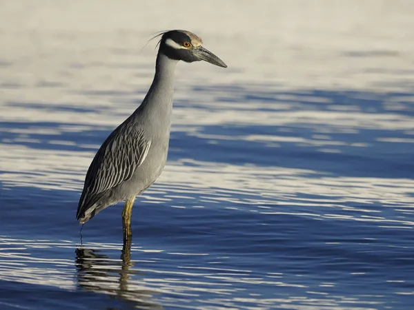 Gulkrönt nattljus, Nycticorax violacea — Stockfoto